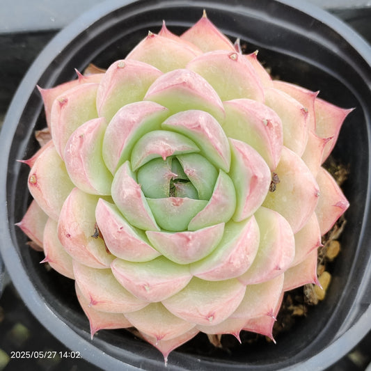 1081 Echeveria Silhouette (9cm pot size)