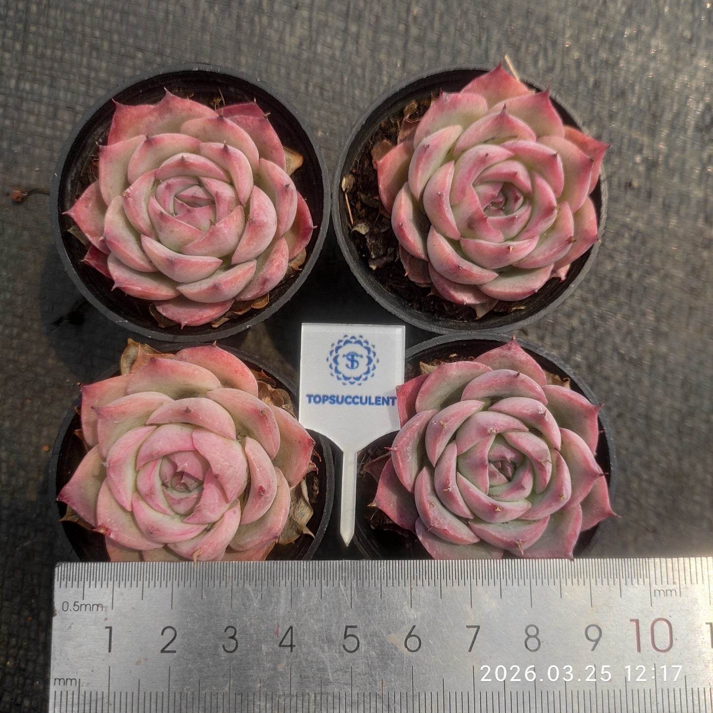 50179 Echeveria Silhouette (5.5cm pot size)