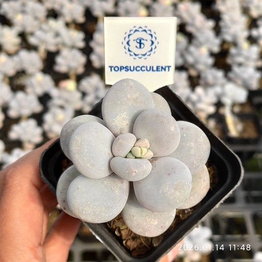 6846 Echeveria Oviferum Moon Stone (7cm pot size)