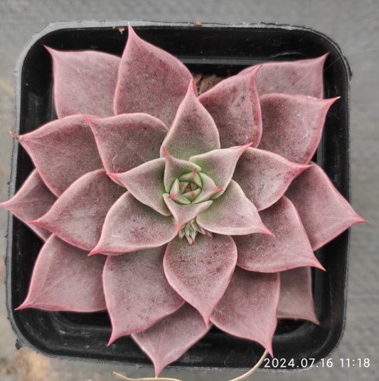 MMT503 Echeveria Wide Soul