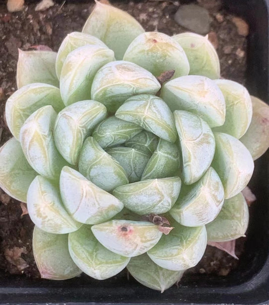 BL1043 Echeveria Cold Walk