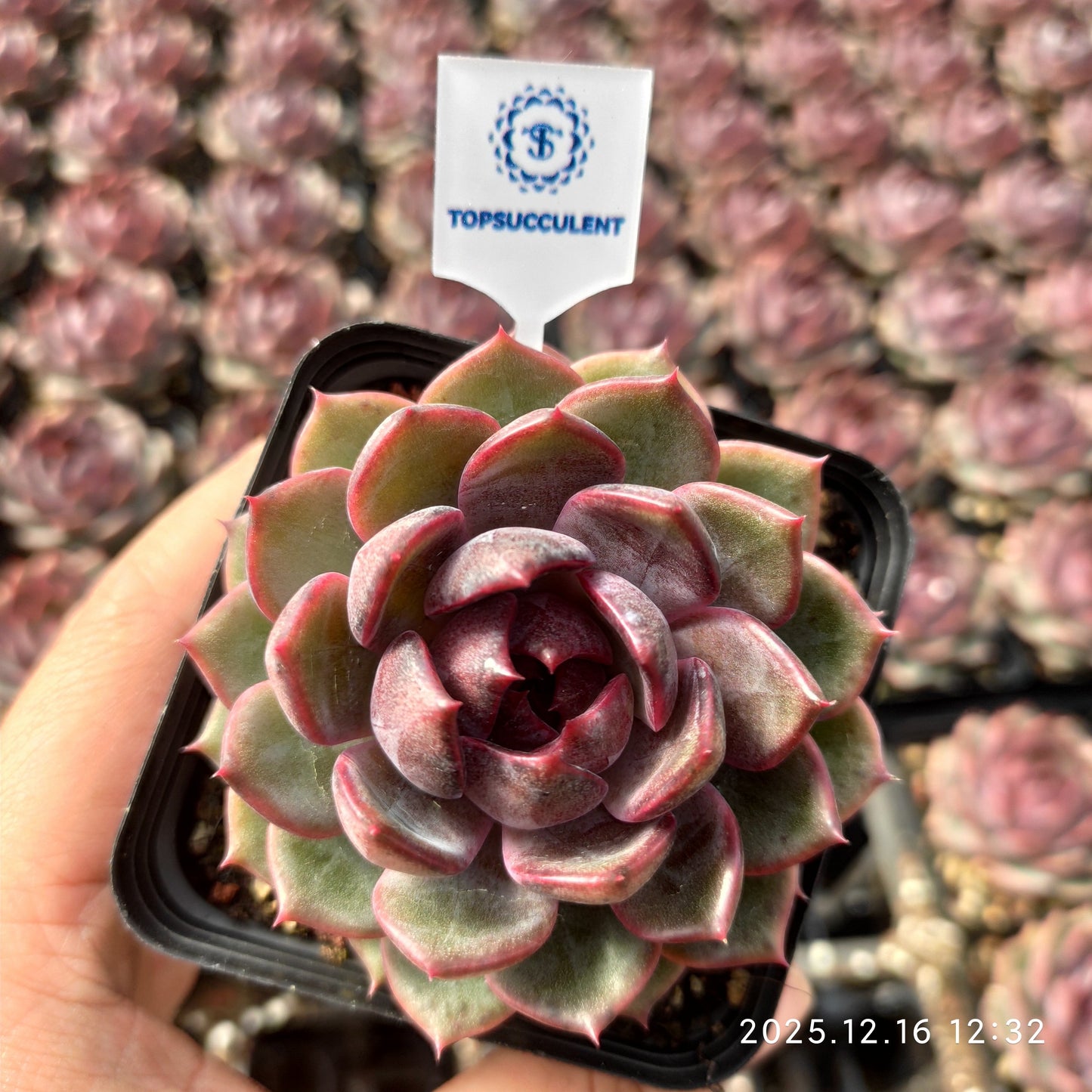 21792 Echeveria Cheese Blueberry (7cm pot size)