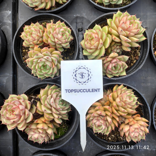 22439 Echeveria Benbadis (9cm pot size)