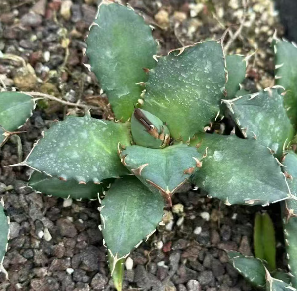 21433 Agave Titanota Compact (7cm pot size)