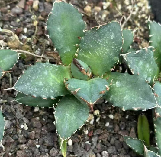 21433 Agave Titanota Compact (7cm pot size)