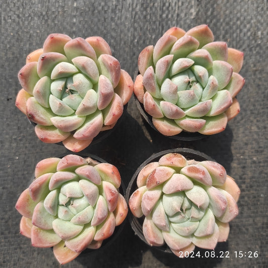 MMT012 Echeveria Dream Suit