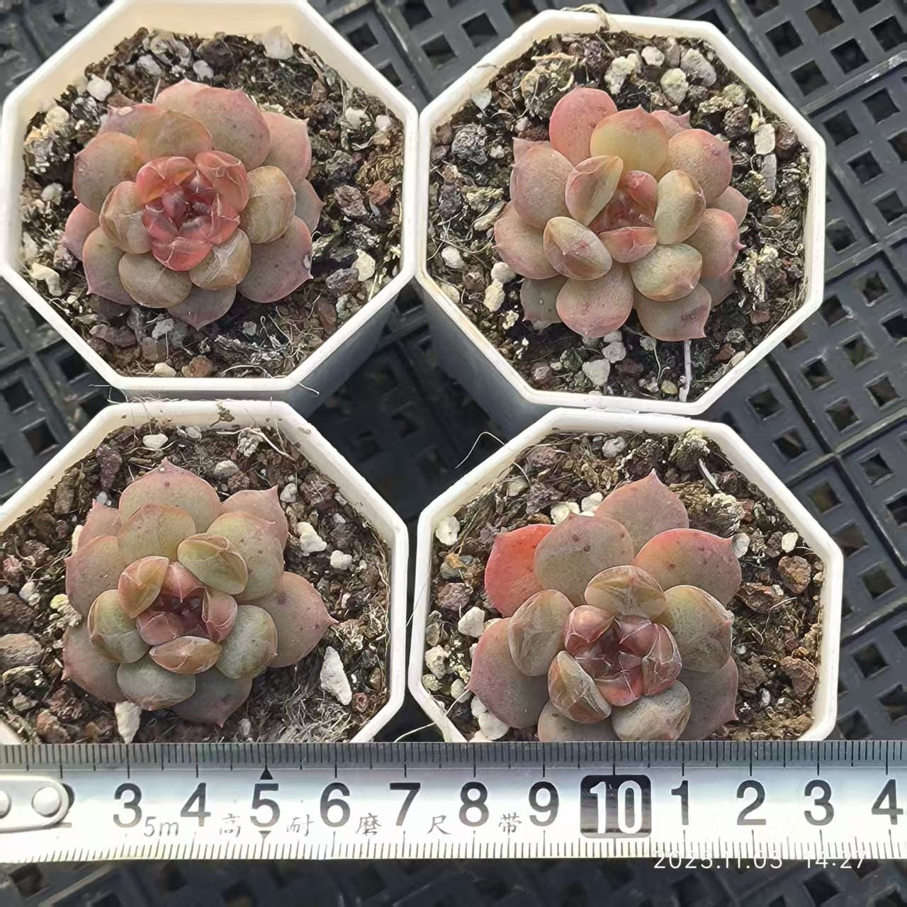 17904 Echeveria Red Lover (6.5cm pot size)