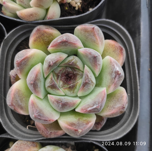 QN489 Echeveria Black Rose