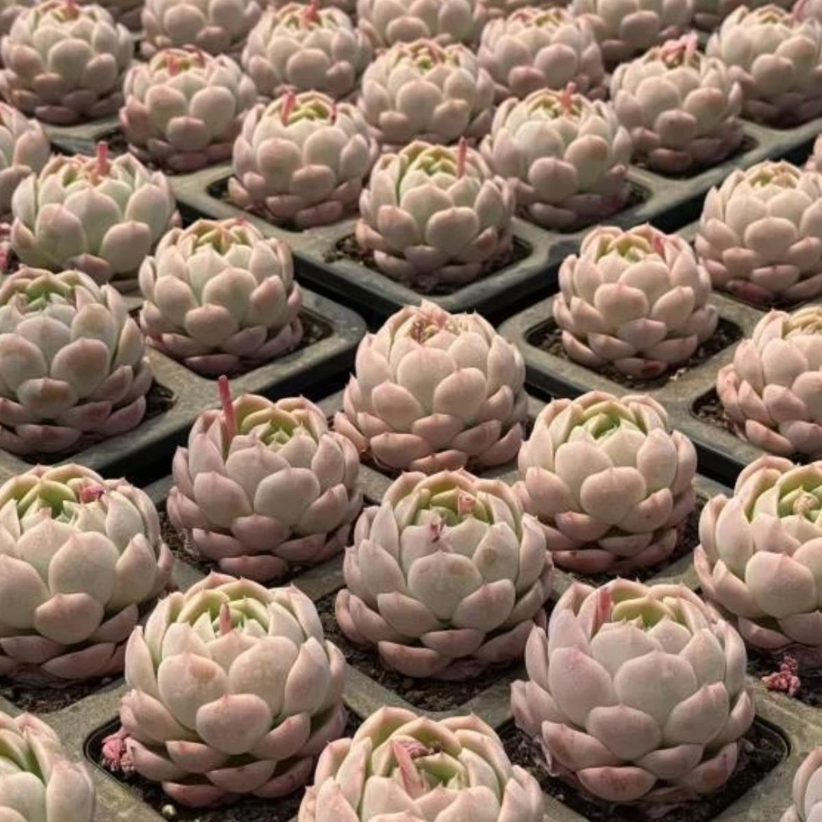 22626 Echeveria Witchcraft (5cm pot size)