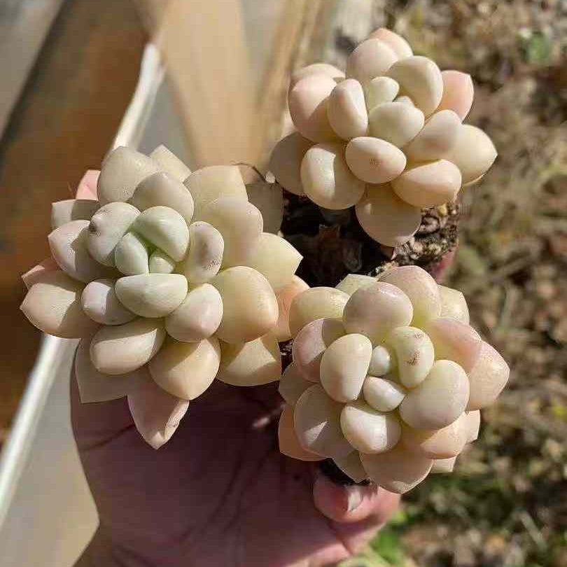 25367 Echeveria Bubble Gum (5cm pot size)
