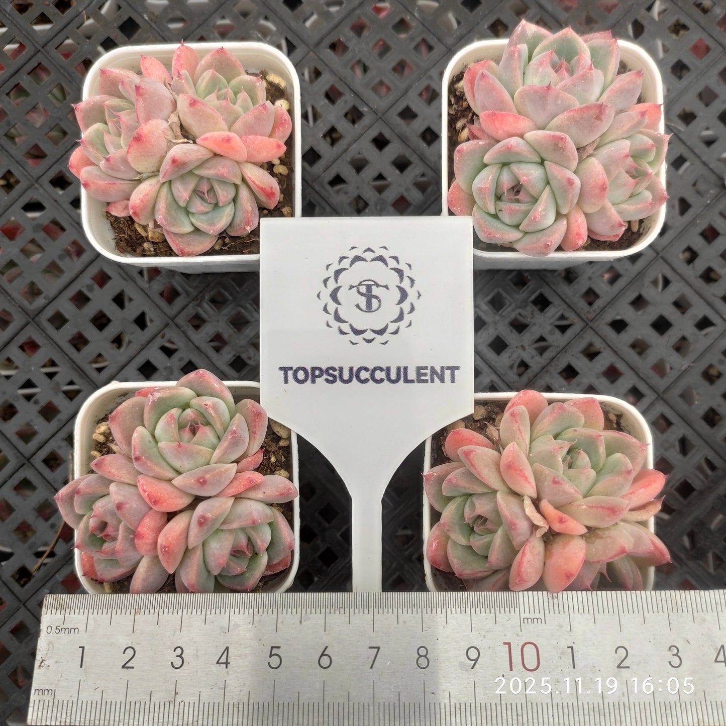 22733 Echeveria Alba Beauty (5.5cm pot size)