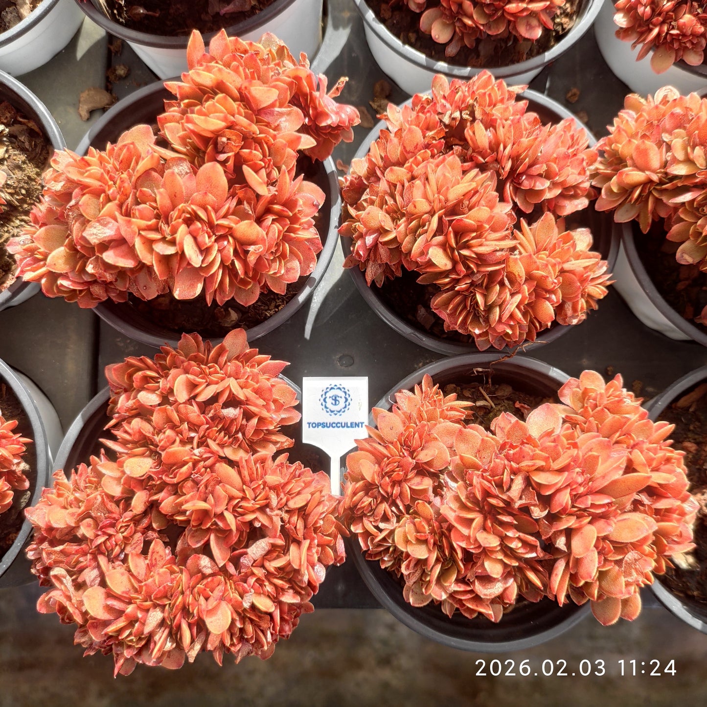 25607 Echeveria Candy Cristata (9cm pot size)