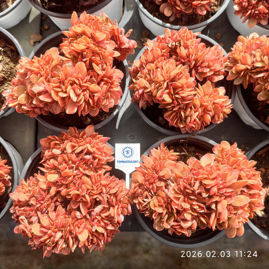 25607 Echeveria Candy Cristata (9cm pot size)