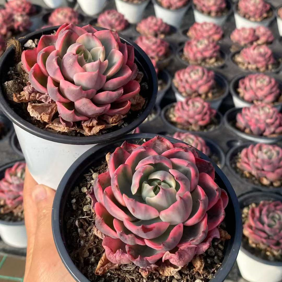 15986 Echeveria Raindrops Variegated (9cm pot size)