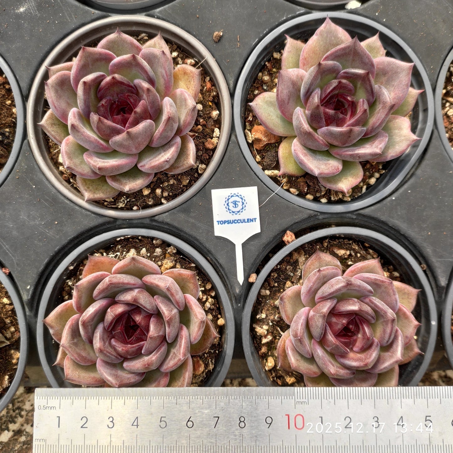 23755 Echeveria Black Rose Hyb (9cm pot size)