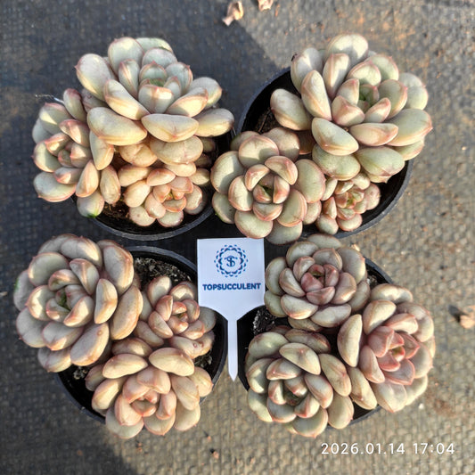 23382 Echeveria Ametum (5.5cm pot size)