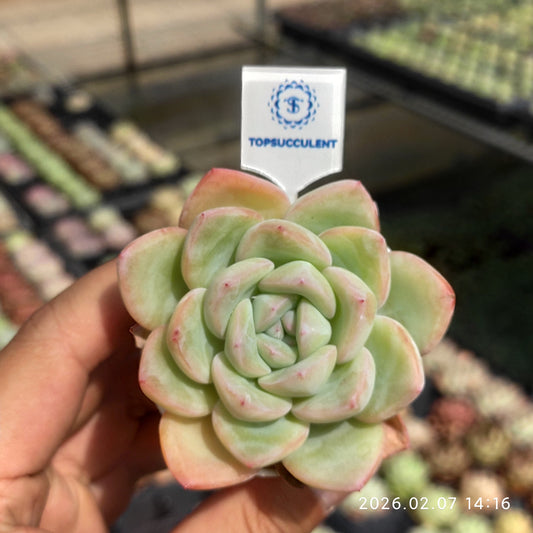 15728 Echeveria Amabille (5.5cm pot size)