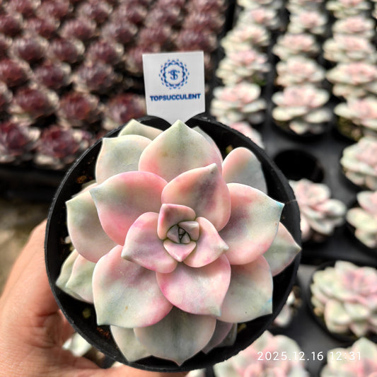 23678 Echeveria Snow White Variegated (9cm pot size)