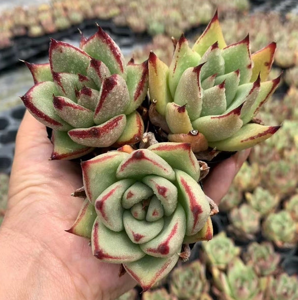 DWZ179 Echeveria Ebony Hyb