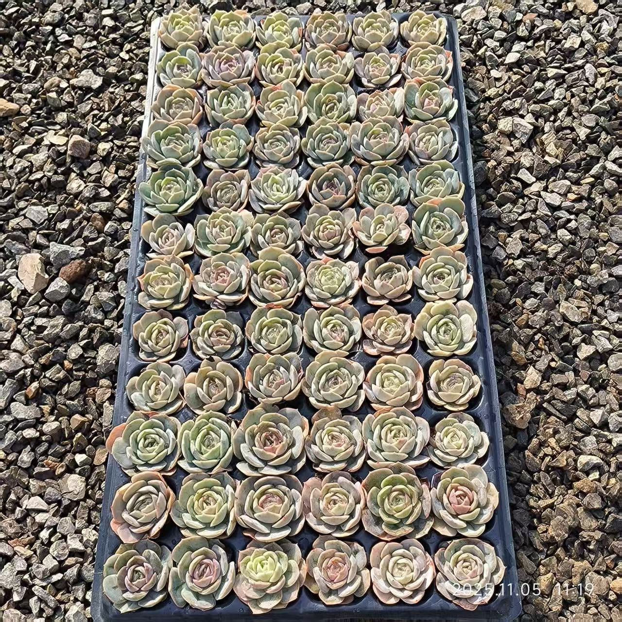 22029 Echeveria Blue Surprise (4cm pot size)