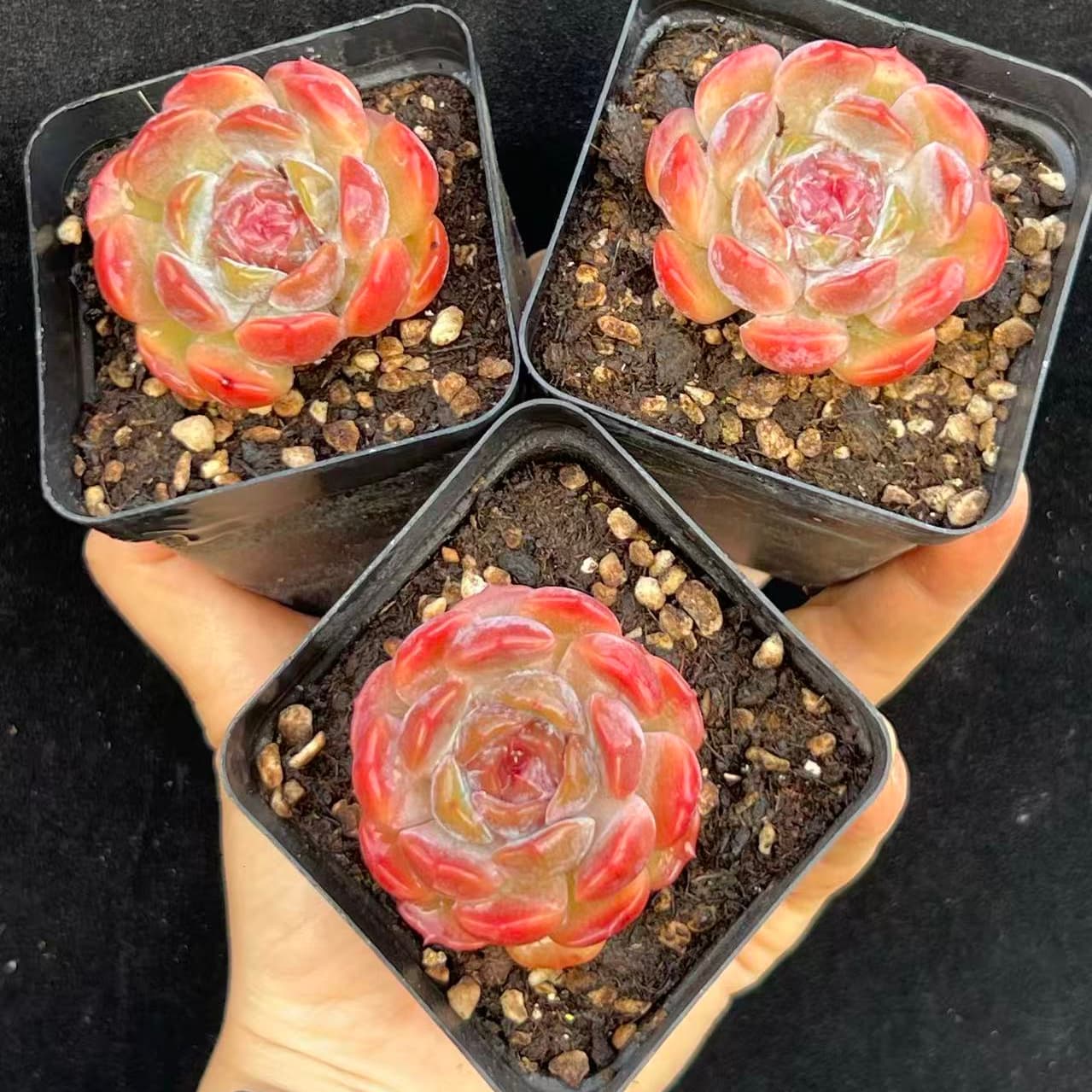 BL2038 Echeveria Dodo(7cm pot size)