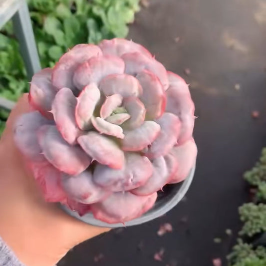 23646 Echeveria Heart Delight (11cm pot size)