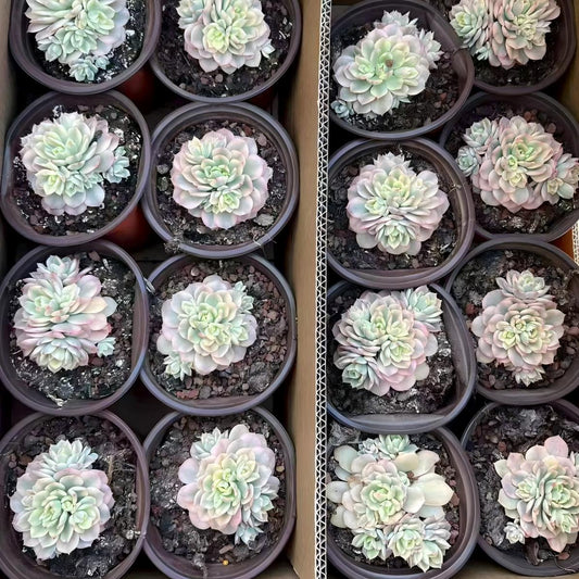 24809 Echeveria Victor Variegated (12cm pot size)