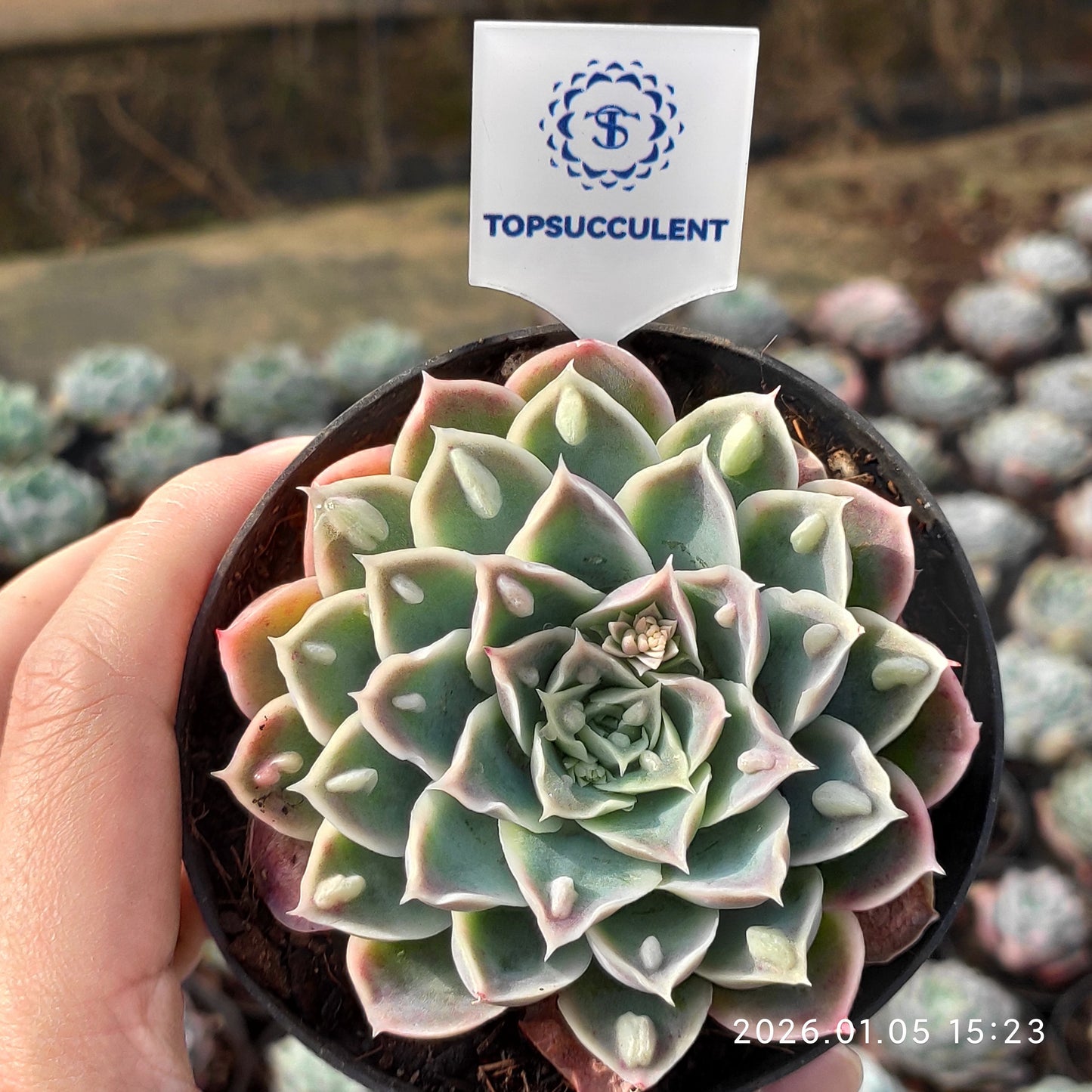24313 Echeveria Ice Rain (10cm pot size)