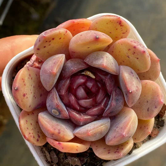 25755 Echeveria Dodo (6.5cm pot size)