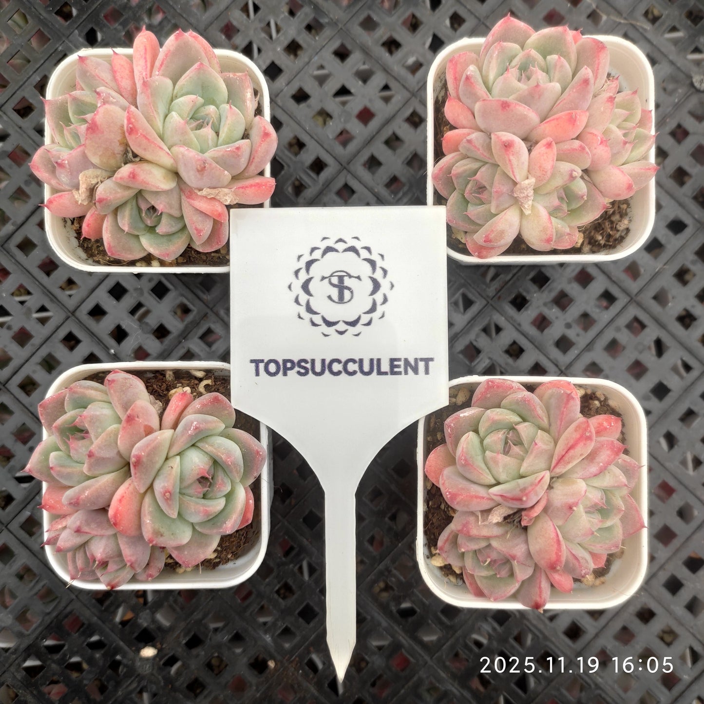 22733 Echeveria Alba Beauty (5.5cm pot size)