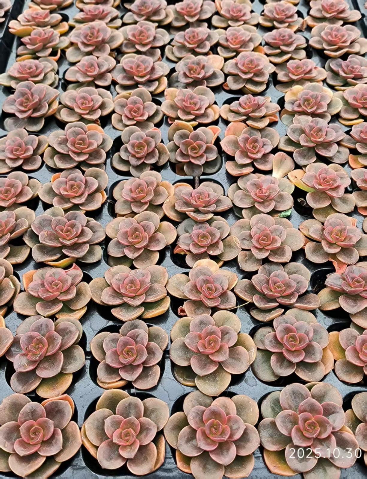 21831 Echeveria Chocolate (3cm pot size)