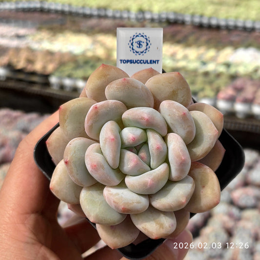 25636 Echeveria Orange Monroe (7cm pot size)
