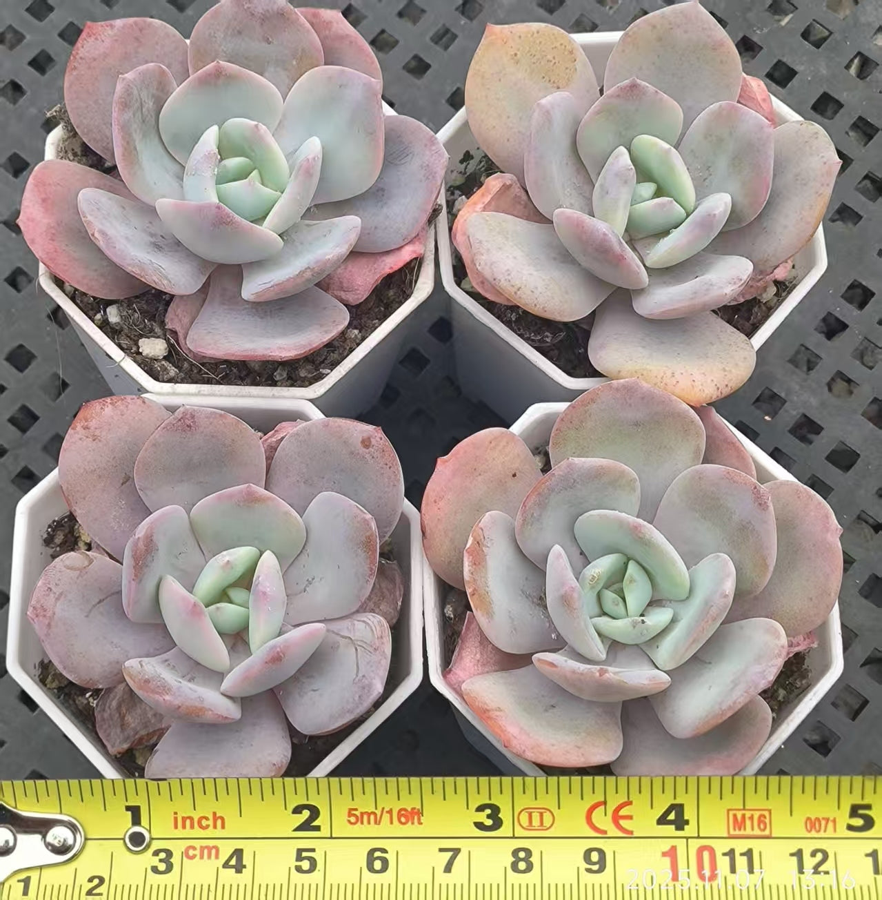 20613 Echeveria Milk Tea (6.5cm pot size)
