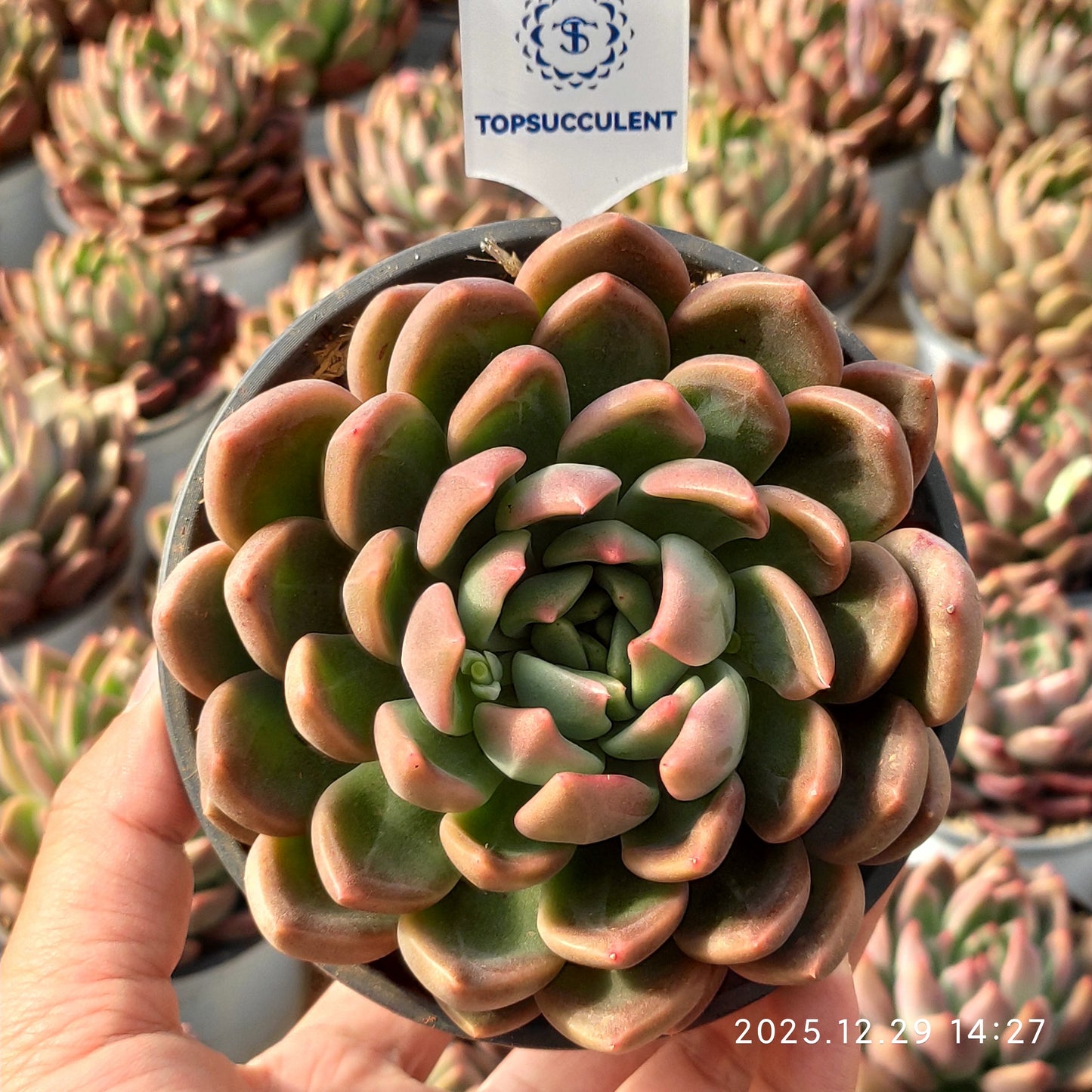 24082 Echeveria Ice Heart Beauty (12cm pot size)