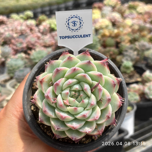 25132 Echeveria Cadbury (9cm pot size)