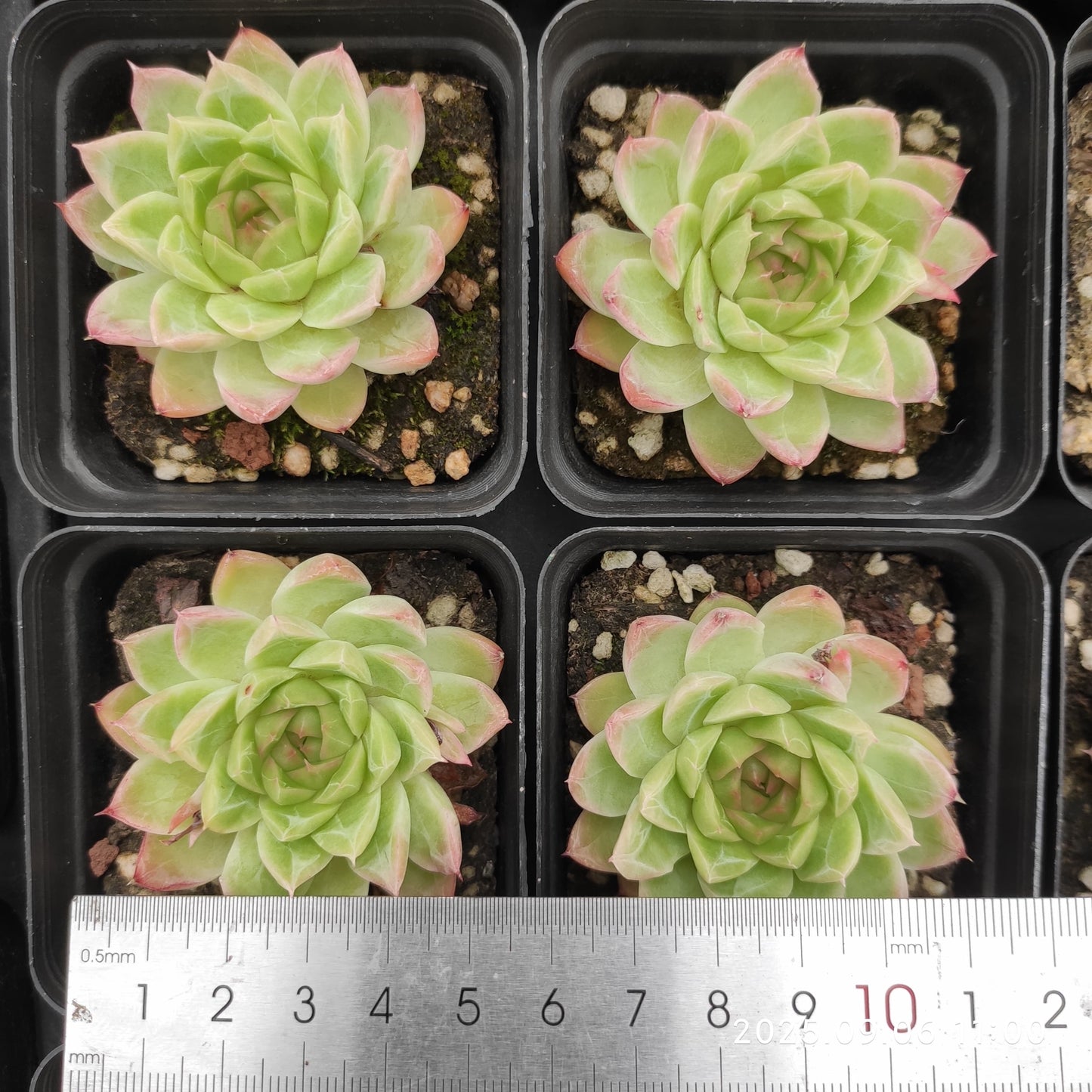 RC146 Echeveria Red Queen(7cm pot size)