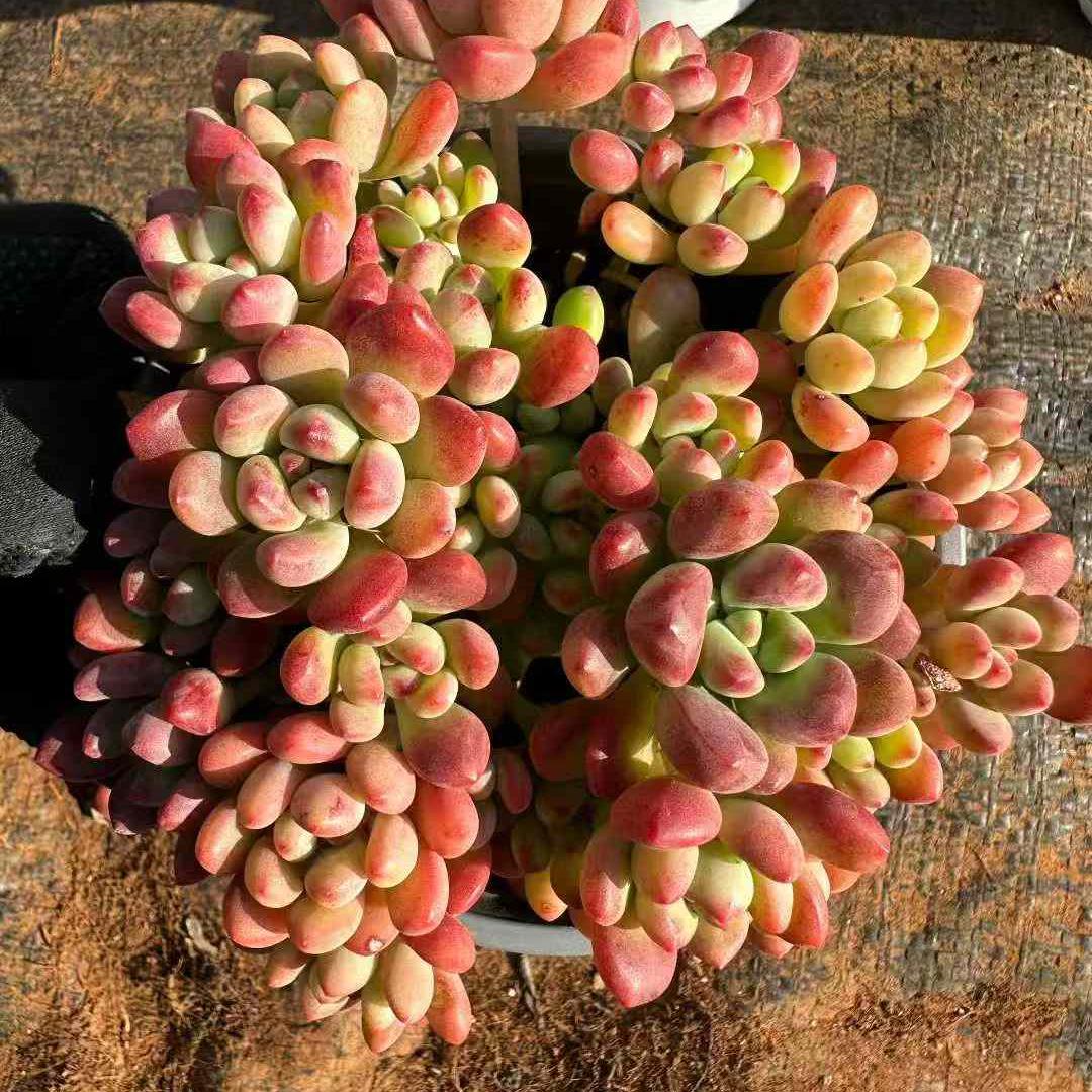 24235 Echeveria Tom Cat (12cm pot size)