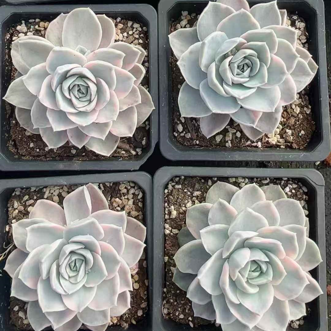 24603 Echeveria Harry Watson Variegated (12cm pot size)