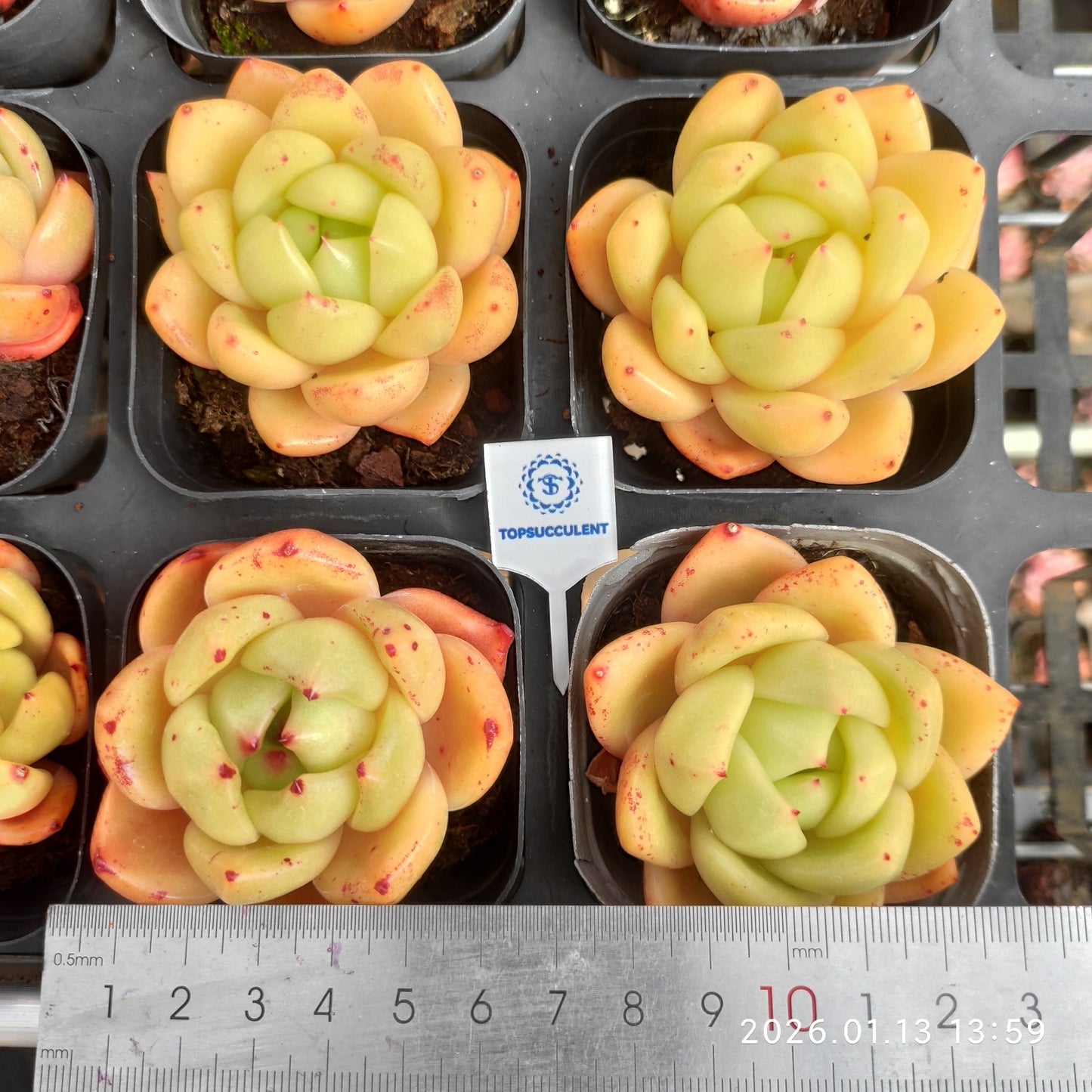 80520 Echeveria Encore (6.5cm pot size)