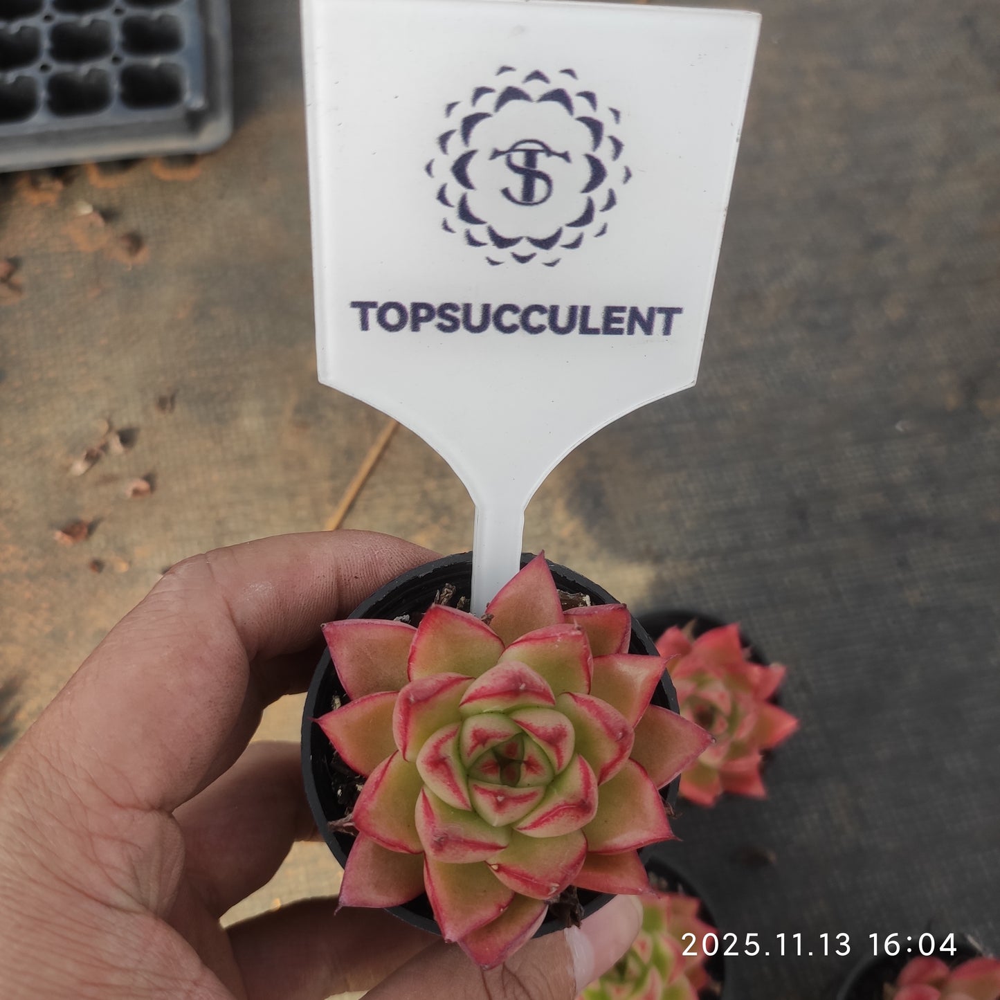 18754 Echeveria Dream Queen (5.5cm pot size)