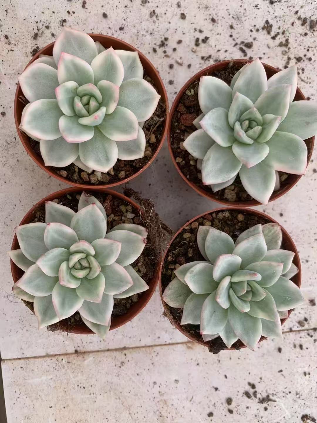 26718 Echeveria Champagne Variegated (9cm pot size)