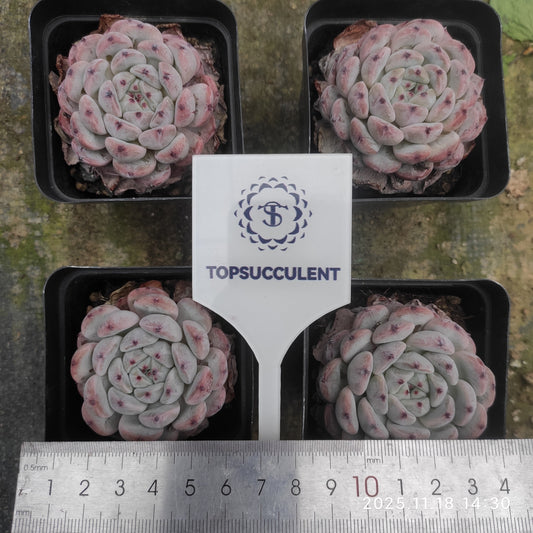 T1999 Echeveria Beyonte (7cm pot size)