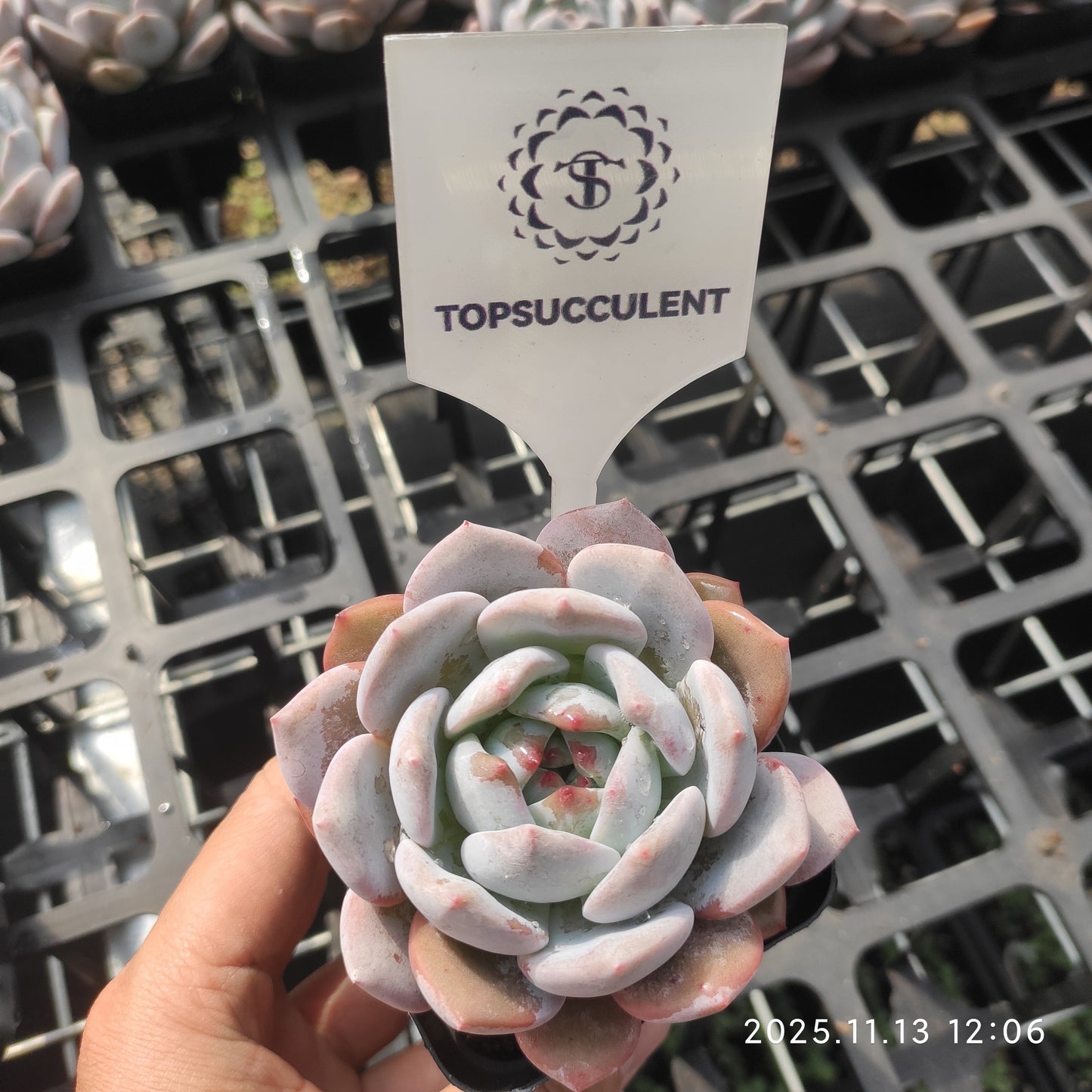 20845 Echeveria Chalk (7cm pot size)