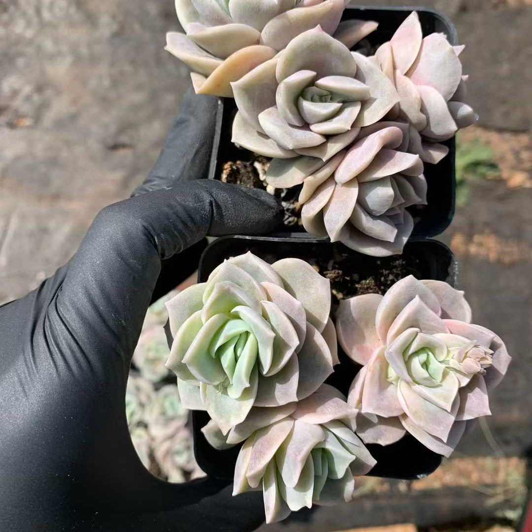 26214 Echeveria Lovely Rose (7cm pot size)