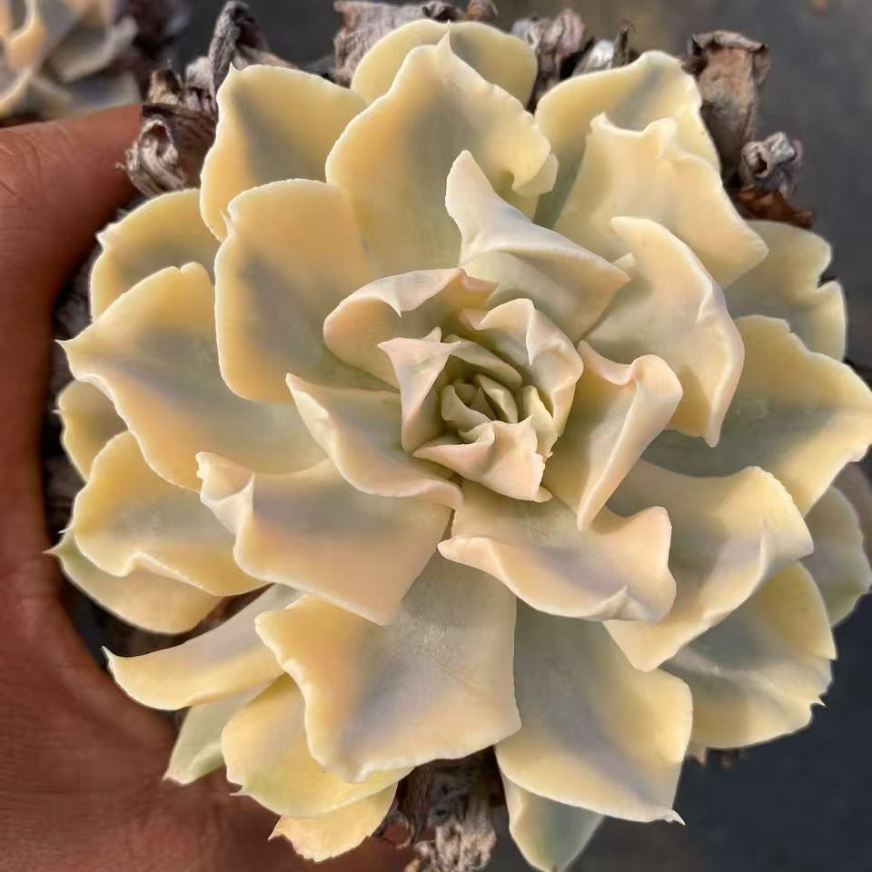 25087 Echeveria Liberia Variegated (9cm pot size)
