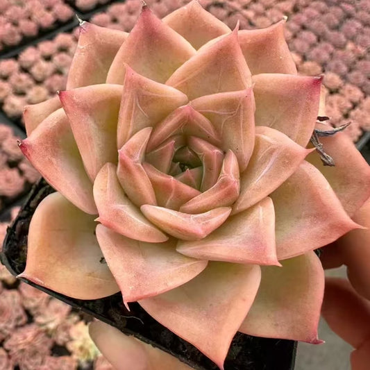 22071 Echeveria Butterfly (5cm pot size)