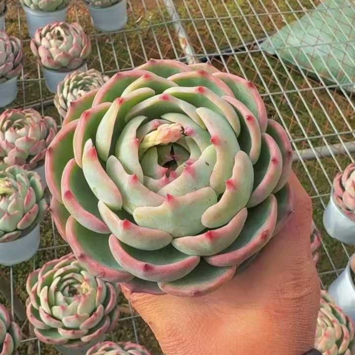 25713 Echeveria Fairy Doll (12cm pot size)