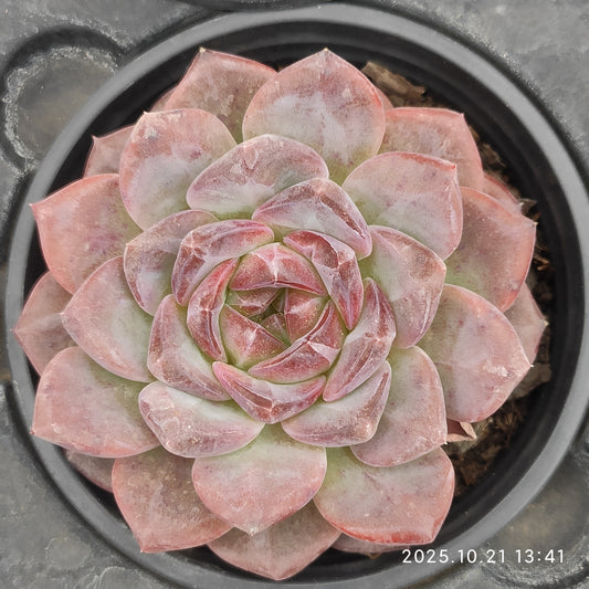 15452 Echeveria Snow Hibiscus (9cm pot size)