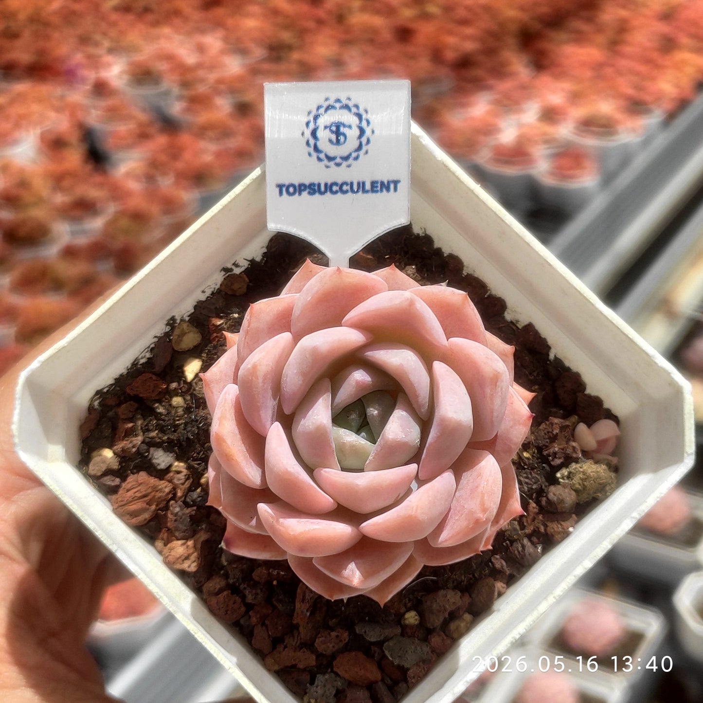 24655 Echeveria Coral Love (7cm pot size)