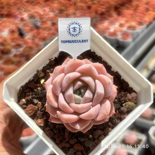 24655 Echeveria Coral Love (7cm pot size)